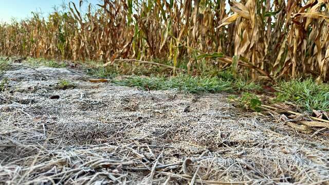 Geada atinge 18 munic&iacute;pios de Mato Grosso do Sul