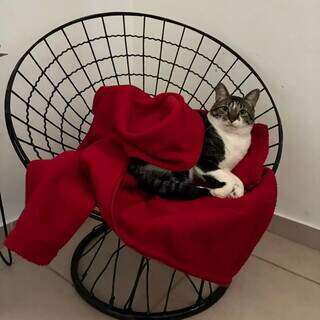 O frio chegou e os gatos sentem, mesmo que se façam de durões O frio chegou e os gatos sentem, mesmo que se façam de durões