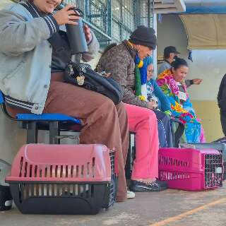 CCZ tem fila para castra&ccedil;&atilde;o at&eacute; em madrugada com sensa&ccedil;&atilde;o t&eacute;rmica negativa