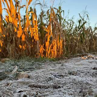 Geada atinge 13 munic&iacute;pios de Mato Grosso do Sul 
