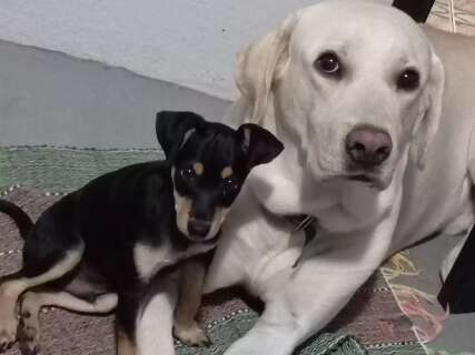 Fam&iacute;lia procura por Lucky e Bacon, c&atilde;es que fugiram no Bairro Los Angeles