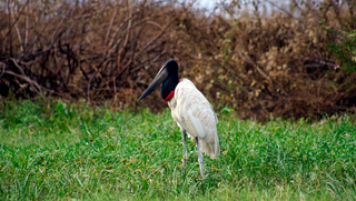 Lei estadual torna tuiui&uacute; ave-s&iacute;mbolo do Pantanal de Mato Grosso do Sul