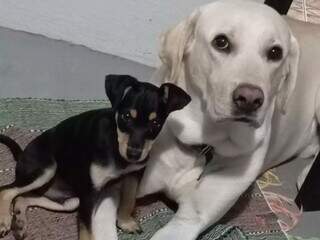 Fam&iacute;lia procura por Lucky e Bacon, c&atilde;es que fugiram no Bairro Los Angeles