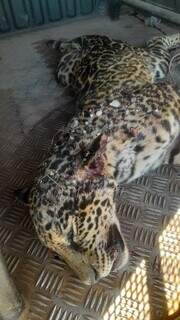 2&ordf; em menos de uma semana: on&ccedil;a-pintada morre atropelada em BR