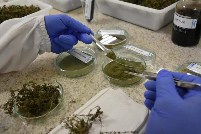 Tecnologia brasileira transforma algas de usinas hidrel&eacute;tricas em biocombust&iacute;vel