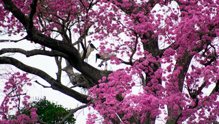 Lei estadual torna tuiui&uacute; ave-s&iacute;mbolo do Pantanal de Mato Grosso do Sul