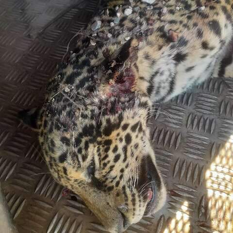 2&ordf; em menos de uma semana: on&ccedil;a-pintada morre atropelada em BR