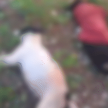 Tr&ecirc;s c&atilde;es morrem em quintal e moradora suspeita de envenenamento