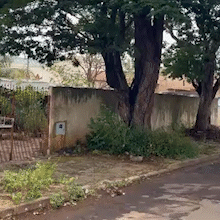 Moradores denunciam risco de &aacute;rvores ca&iacute;rem sobre casa de idosa no Im&aacute;