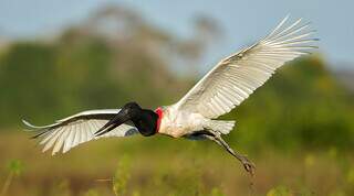 Lei estadual torna tuiui&uacute; ave-s&iacute;mbolo do Pantanal de Mato Grosso do Sul