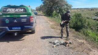 2&ordf; em menos de uma semana: on&ccedil;a-pintada morre atropelada em BR