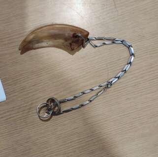 Homem &eacute; preso ap&oacute;s agredir companheira com colar feito de garra de tatu 