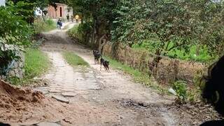Presen&ccedil;a de on&ccedil;as exp&otilde;e vulnerabilidade de quem vive &agrave; margem da cidade