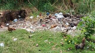 Presença de onças expõe vulnerabilidade de quem vive à margem da cidade Presença de onças expõe vulnerabilidade de quem vive à margem da cidade
