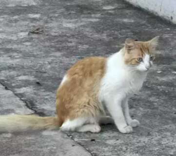 Abandonada pelos antigos donos, gata depende de ado&ccedil;&atilde;o