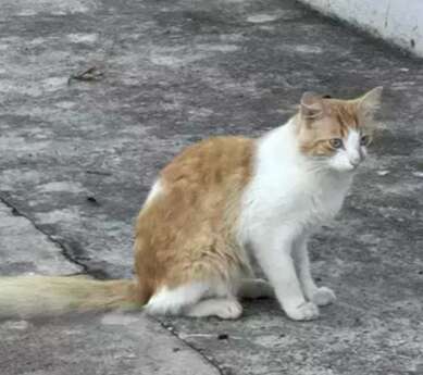Abandonada pelos antigos donos, gata depende de ado&ccedil;&atilde;o