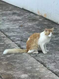 Abandonada pelos antigos donos, gata depende de ado&ccedil;&atilde;o