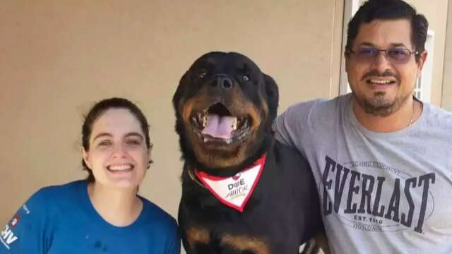 Pouco falada, doa&ccedil;&atilde;o de sangue entre pets &eacute; segura e pode ajudar outras vidas