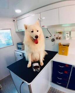 Pouco falada, doa&ccedil;&atilde;o de sangue entre pets &eacute; segura e pode ajudar outras vidas