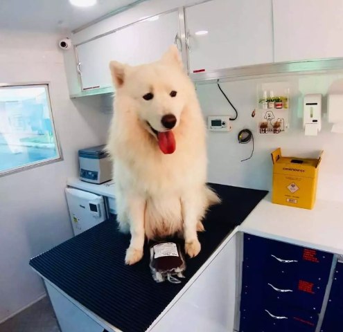 Pouco falada, doa&ccedil;&atilde;o de sangue entre pets &eacute; segura e pode ajudar outras vidas