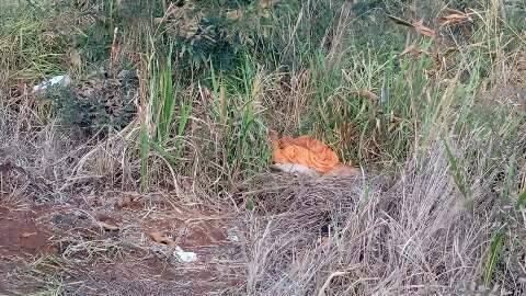 Desaparecido &eacute; encontrado morto em matagal e suspeito de crime preso