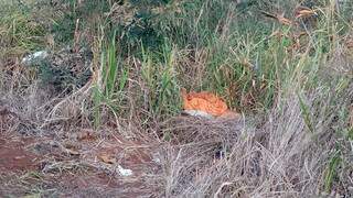 Desaparecido &eacute; encontrado morto em matagal e suspeito de crime preso