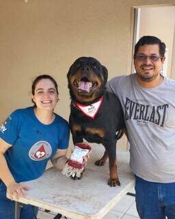 Pouco falada, doa&ccedil;&atilde;o de sangue entre pets &eacute; segura e pode ajudar outras vidas