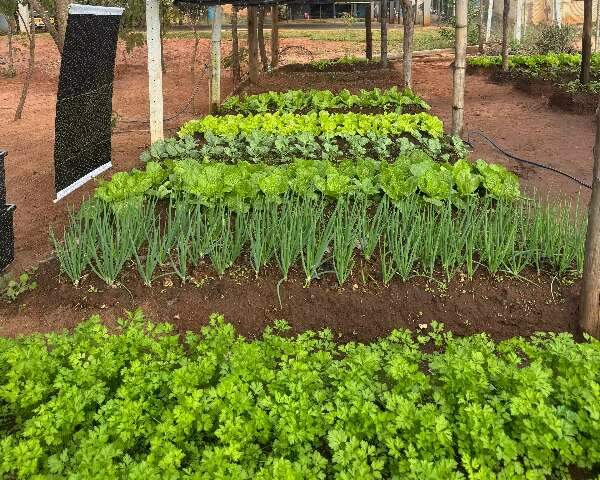 Horta escolar vira ferramenta de educa&ccedil;&atilde;o ambiental em &Aacute;gua Clara