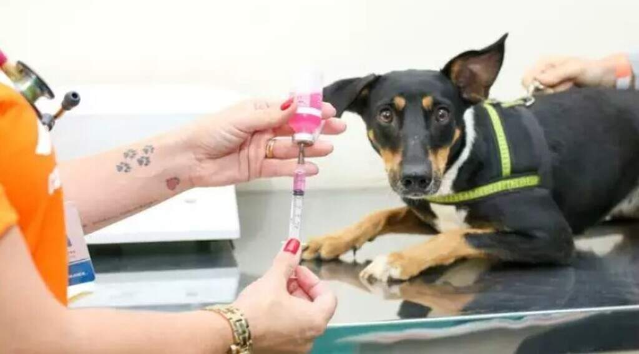 Regi&atilde;o do Centro-Oeste recebe mutir&atilde;o para pets nesta semana