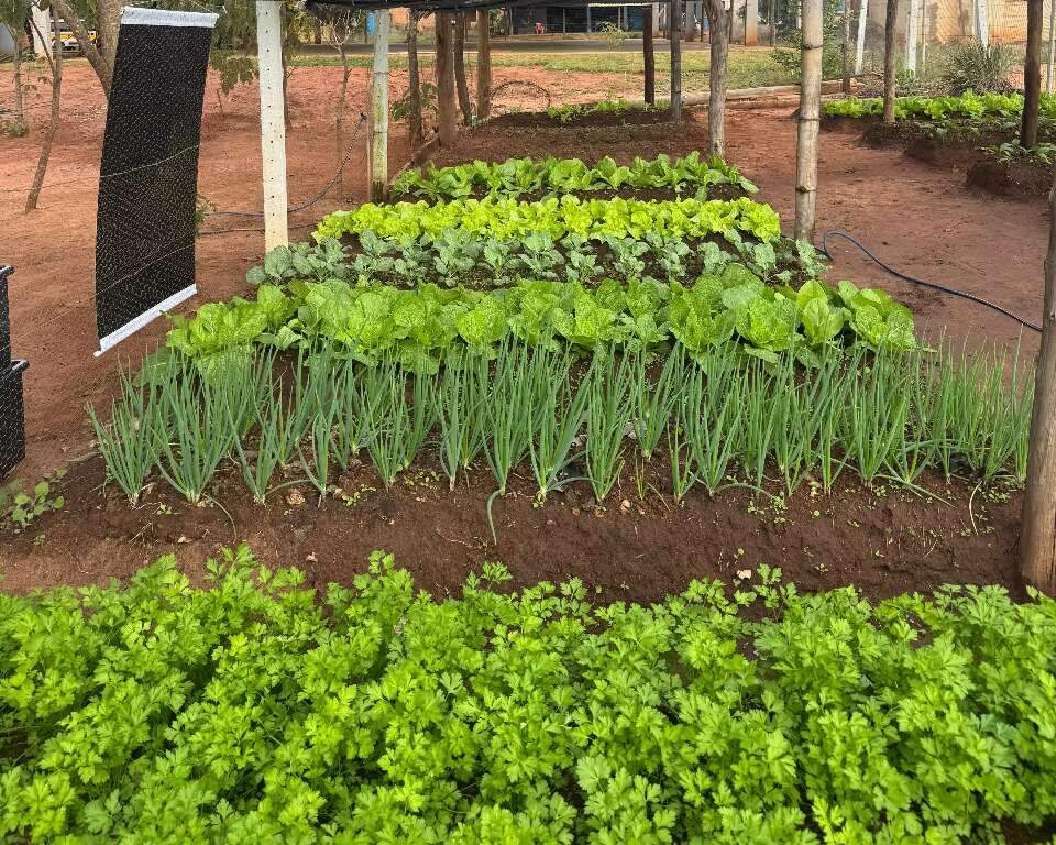 Horta escolar vira ferramenta de educação ambiental em Água Clara