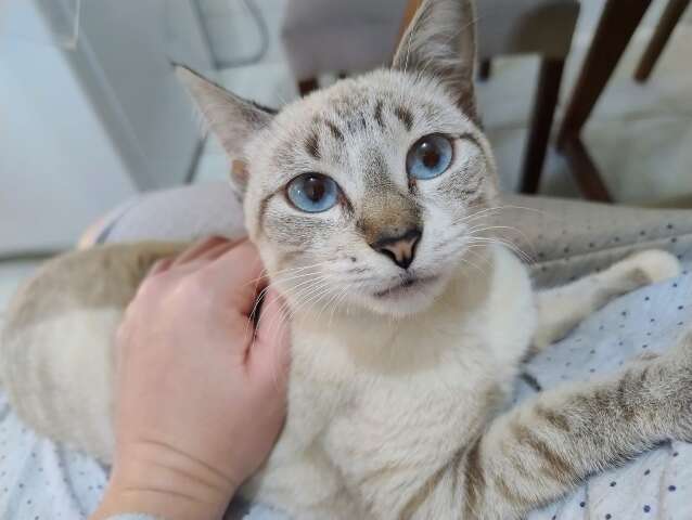 Fam&iacute;lia procura por gata desaparecida na Vila Almeida