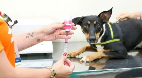 Regi&atilde;o do Centro-Oeste recebe mutir&atilde;o para pets nesta semana