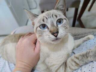 Fam&iacute;lia procura por gata desaparecida na Vila Almeida