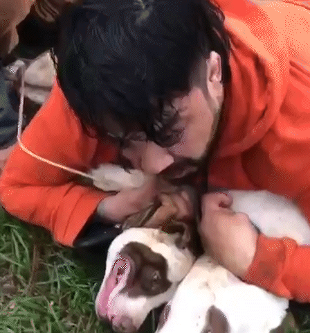 Lutador imobiliza dois pit bulls para escapar de ataque na rua 