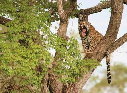 Nove anos depois, Isa e Fera provam que segunda chance na natureza &eacute; poss&iacute;vel