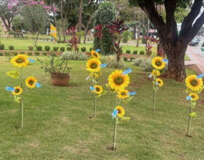 Maracaju planta girass&oacute;is em homenagem &agrave;s 17 v&iacute;timas de feminic&iacute;dio em MS