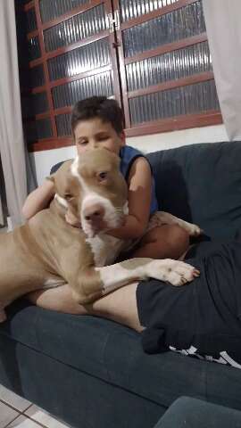 Companheiro de crian&ccedil;a, pitbull foge e fam&iacute;lia pede ajuda 