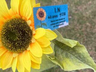 Maracaju planta girassóis em homenagem às 17 vítimas de feminicídio em MS