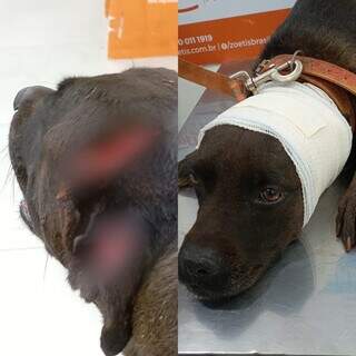 Quati invade casa, ataca cachorros e fam&iacute;lia denuncia omiss&atilde;o da PMA