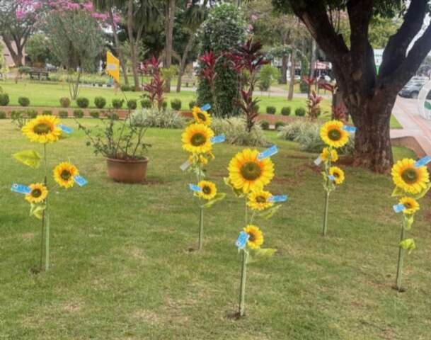 Maracaju planta girass&oacute;is em homenagem &agrave;s 17 v&iacute;timas de feminic&iacute;dio em MS