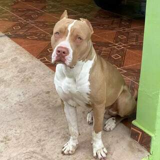 Companheiro de crian&ccedil;a, pitbull foge e fam&iacute;lia pede ajuda 