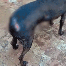 Quati invade casa, ataca cachorros e fam&iacute;lia denuncia omiss&atilde;o da PMA