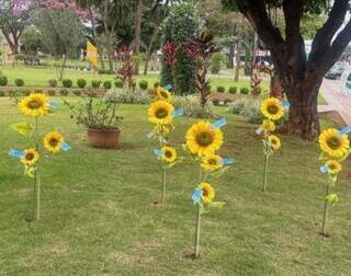 Maracaju planta girass&oacute;is em homenagem &agrave;s 17 v&iacute;timas de feminic&iacute;dio em MS