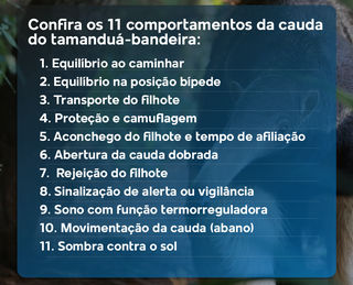 Muito mais que uma bandeira: estudo revela 11 fun&ccedil;&otilde;es da cauda do tamandu&aacute;