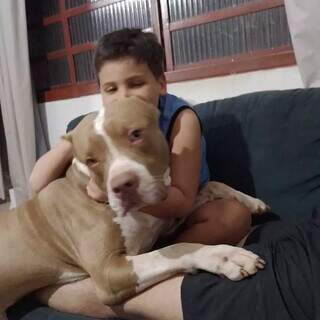 Companheiro de crian&ccedil;a, pitbull foge e fam&iacute;lia pede ajuda 
