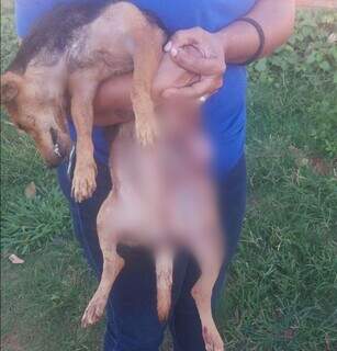 TJ mant&eacute;m indeniza&ccedil;&atilde;o pela morte da vira-lata Jaqueline, atacada por pitbull