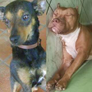 TJ mant&eacute;m indeniza&ccedil;&atilde;o pela morte da vira-lata Jaqueline, atacada por pitbull