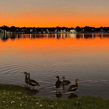 Jacar&eacute; invade p&ocirc;r do sol de arquiteta e tenta jantar pato na Lagoa Maior