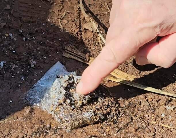 Alunos criam tecnologia que acelera germina&ccedil;&atilde;o de sementes no Pantanal