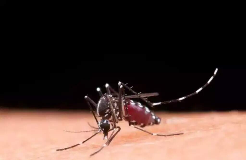 Dengue e Chikungunya causaram 28 mortes em MS, revela boletim epidemiológico